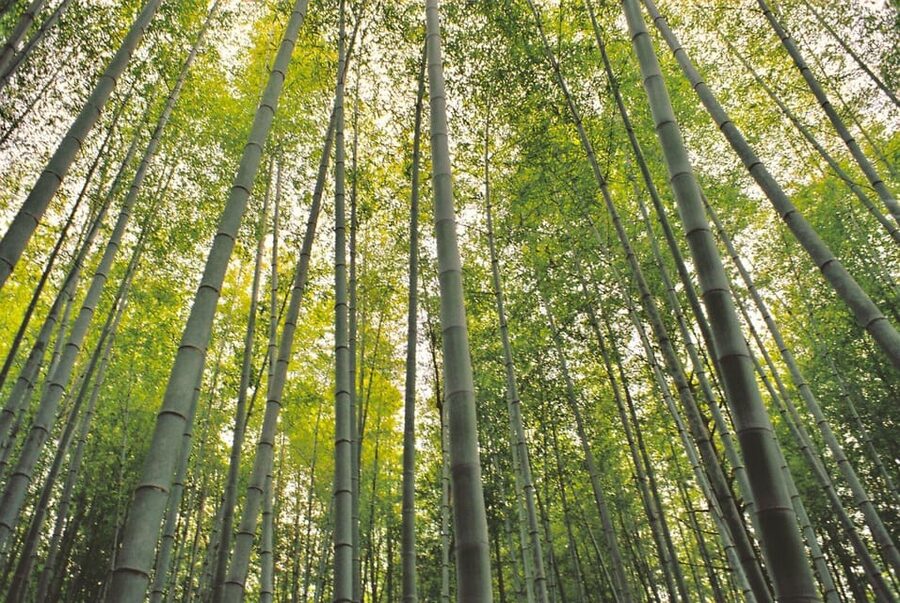 1-Day Tour from Nagoya: Hiking the Historic Nakasendo Trail - Is $189 good value?
