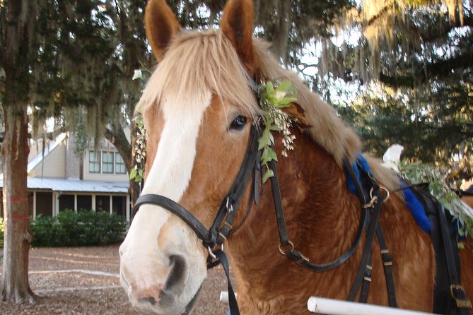 #1 Historical Horse Drawn Carriage Tour - Why a carriage is a smart way to see Beaufort