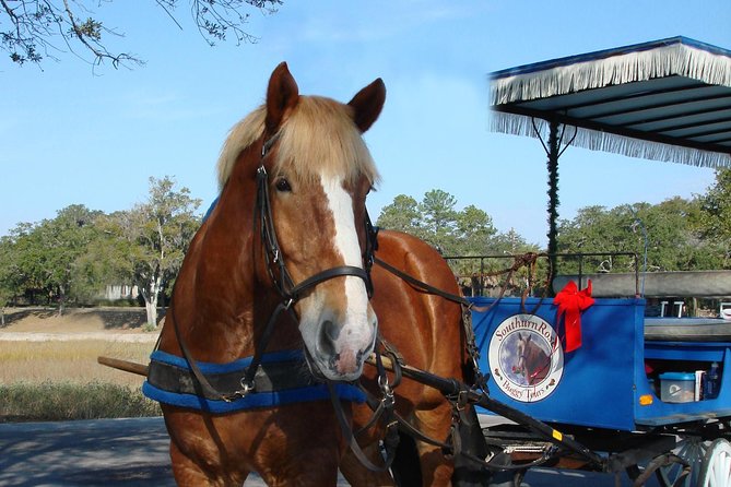 #1 Historical Horse Drawn Carriage Tour - Value, timing, and what the 55 minutes buy you