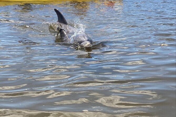 2.5 Hour Kayaking with Manatee and History Tour in Tarpon Springs - Key Points at a Glance