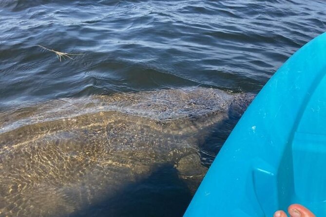 2.5 Hour Kayaking with Manatee and History Tour in Tarpon Springs - Starting at Noon in Tarpon Springs