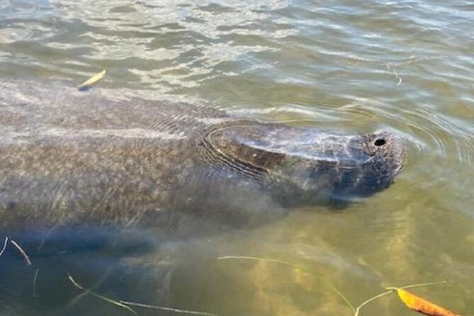 2.5 Hour Kayaking with Manatee and History Tour in Tarpon Springs - Passing the Historic Sponge Docks