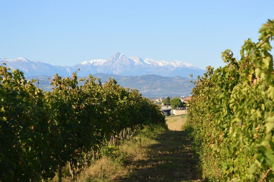 Abruzzo: Historic Cellar Wine Tour and Tasting - Starting Among Vineyards and Olive Groves