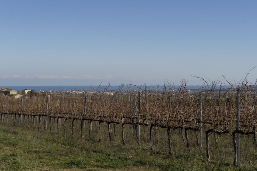 Abruzzo: Historic Cellar Wine Tour and Tasting - How the Price Compares With the Contents