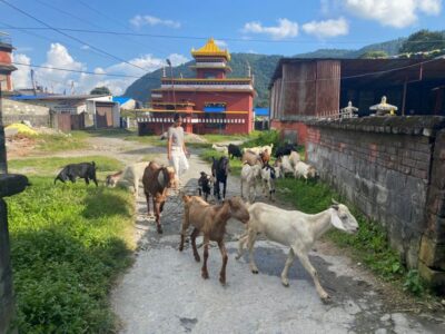 Afternoon Tibetan cultural tour