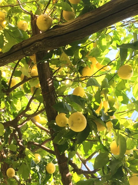 Amalfi Organic Lemon Tour & Tasting in the Historical Garden - Key points at a glance