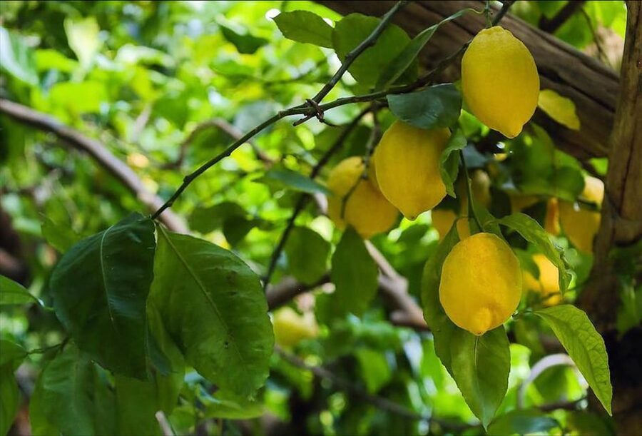 Amalfi Organic Lemon Tour & Tasting in the Historical Garden - Who should book this Amalfi farm visit