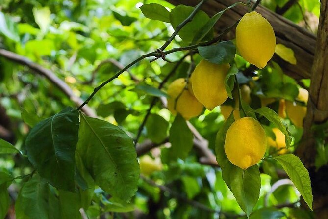 Authentic Amalfi Lemon Tour & Tasting in the Historical Garden - Who will enjoy this Amalfi experience?