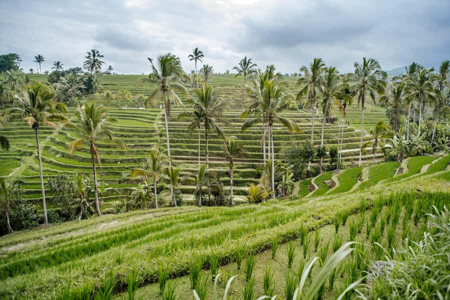 Bali: Tanah Lot UNESCO World Heritage Sites Full-Day Tour - Pura Taman Ayun, Bali’s royal water temple