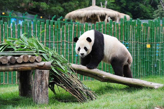 Beijing Historical Tour II including Summer Palace, Lama Temple & Panda Garden - What the $93 price really buys you