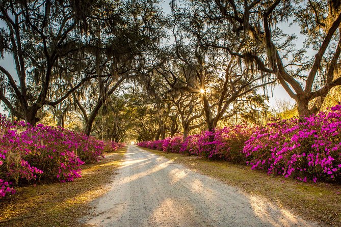 Bonaventure Cemetery & Wormsloe State Historic Site Tour - Wormsloe’s oak drive is the unforgettable approach