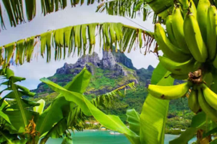 Bora Bora: 4WD History & Culture Tour - Starting Around Matira or Vaitape