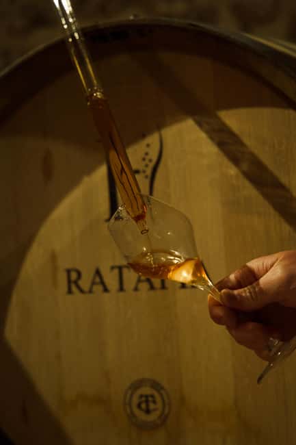 Champagne Cellar Experience: Explore our historic cellars - Biodiversity and Sustainable Viticulture