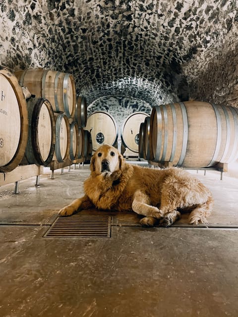Champagne Cellar Experience: Explore our historic cellars - Practical Tips Before You Go