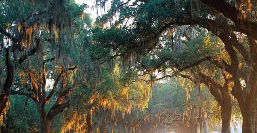 Charleston: Boone Hall & Historic City Tour Combo - Key points to know
