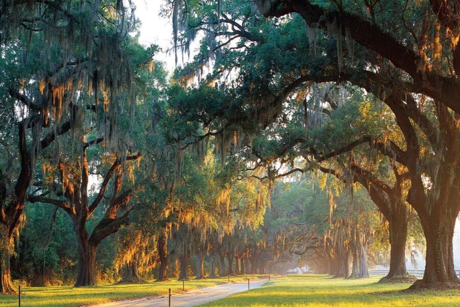 Charleston: Boone Hall & Historic City Tour Combo - Slave Street and History: the essential context