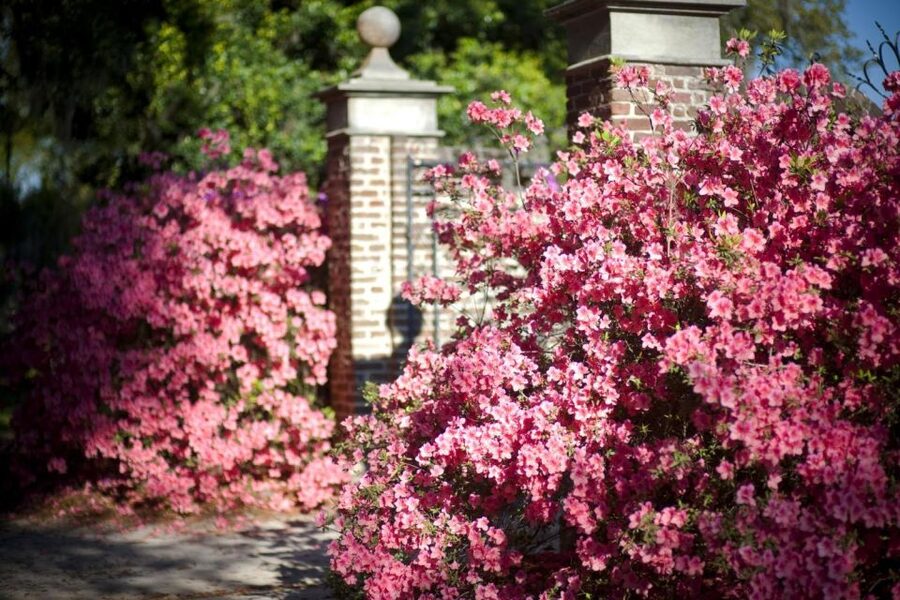 Charleston: Boone Hall & Historic City Tour Combo - Gullah culture and the Lowcountry’s living traditions