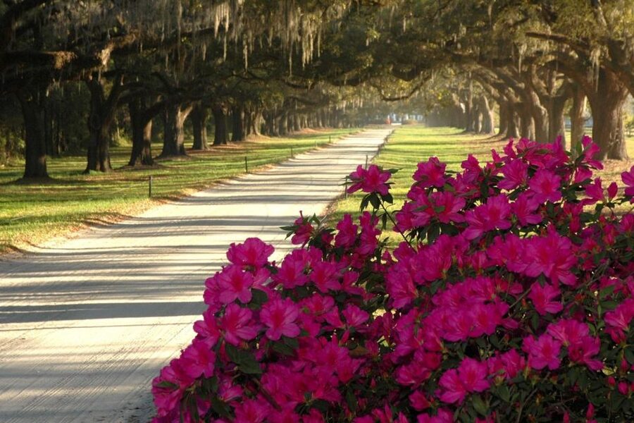 Charleston: Boone Hall & Historic City Tour Combo - Gardens with more than a century of roses