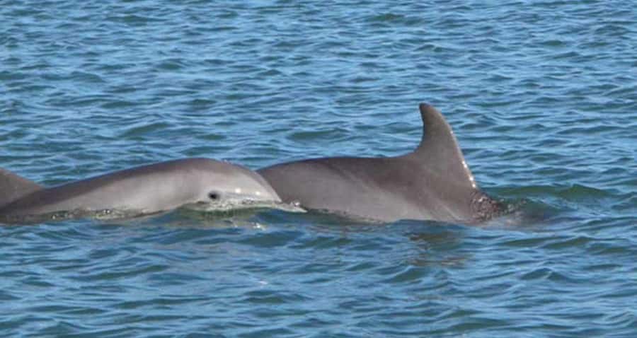 Charleston: Daytime or Sunset Historic Harbor Cruise - Fort Sumter and the Civil War story