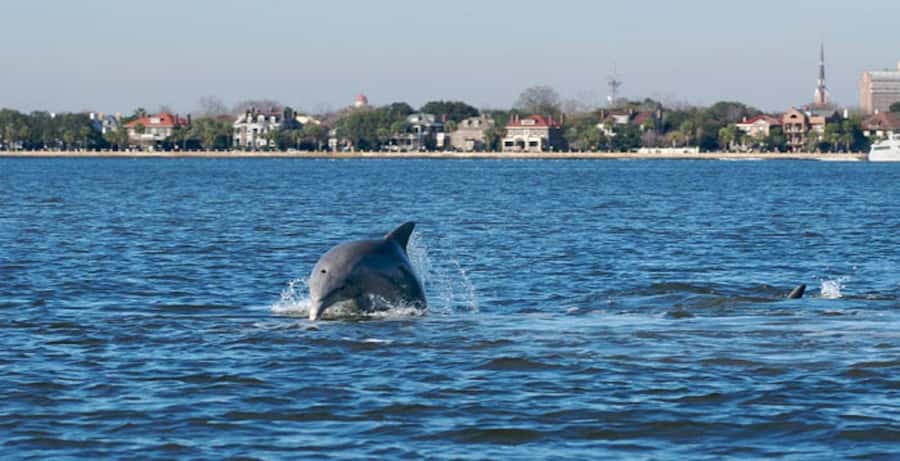 Charleston: Daytime or Sunset Historic Harbor Cruise - Boarding at the Charleston Maritime Center