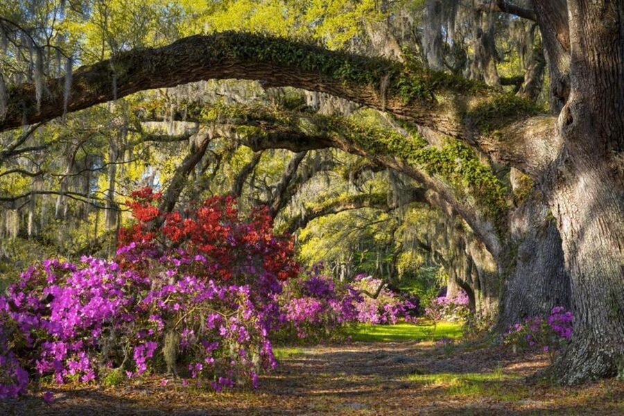 Charleston: Historic City Tour & Magnolia Plantation Combo - Returning to Charleston for 100 landmarks