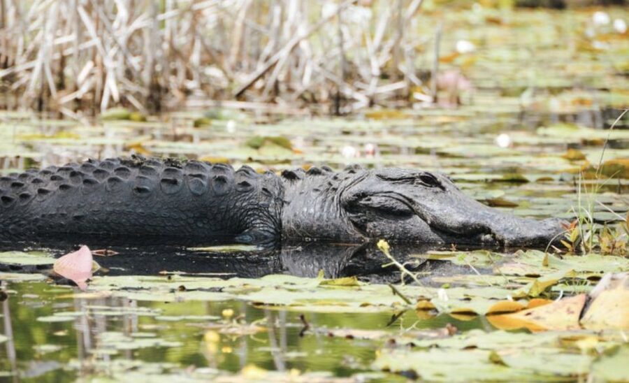 Charleston: Historic City Tour & Magnolia Plantation Combo - Is $110 a good value?
