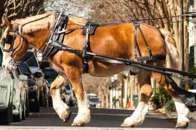 Charleston’s Historic Residential Horse and Carriage Tour