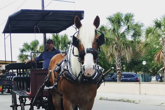 Charleston's Historic Residential Horse and Carriage Tour - Who will enjoy this Charleston ride most