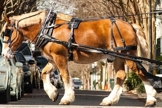 Charleston's Historic Residential Horse and Carriage Tour - A one-hour ride through Charleston’s residential district