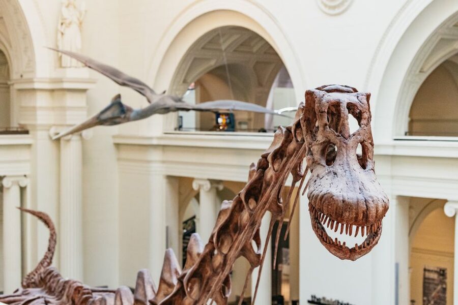 Chicago: Field Museum of Natural History Ticket or VIP Tour - Africa, the Lions of Tsavo, and animal displays