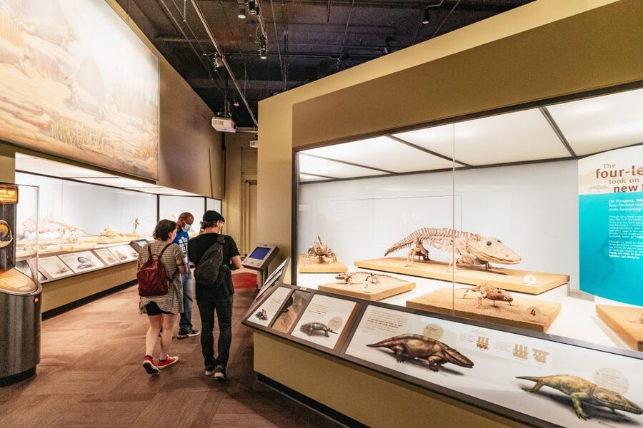 Chicago: Field Museum of Natural History Ticket or VIP Tour - How much time should you allow?