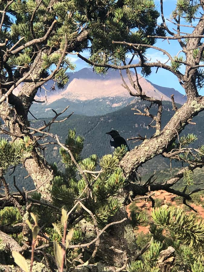 Colorado Springs: Garden of the Gods & Historic Town Tour - Practical booking details for a smooth morning