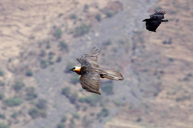 Day Trip From Addis Ababa See Historical Monastery,Stunning Nature,Animals,Birds - What the $90 price really covers