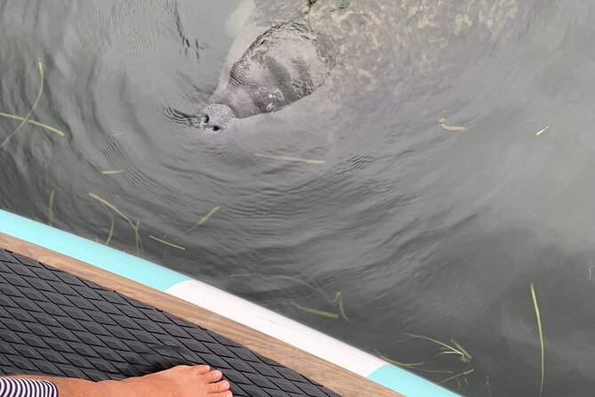 Dolphin and Manatee Adventure tour of Osprey with Florida History - What the local guide adds