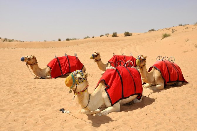 Dubai Camel Desert Safari, Traditional Meal & Heritage Activities - Key Details Before You Book