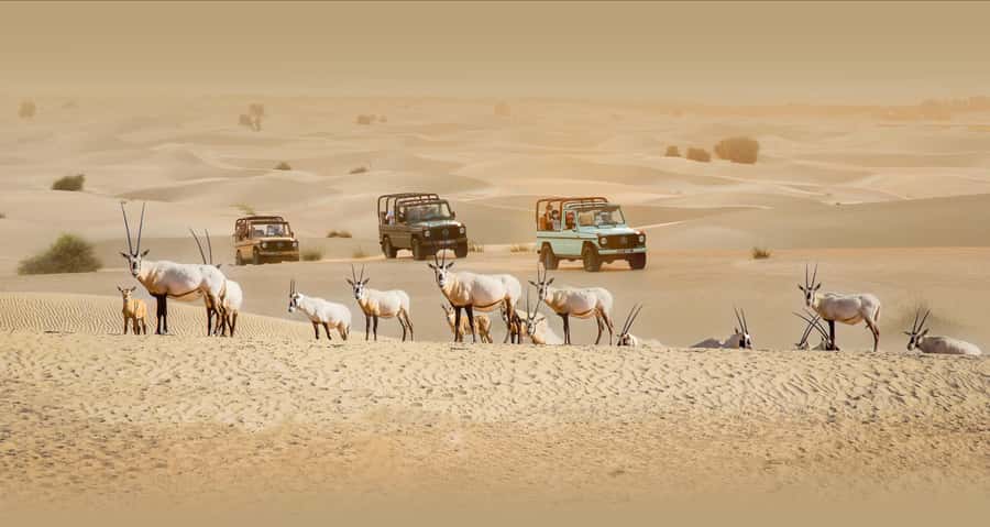 Dubai: Heritage Safari, Camel Ride & Al Marmoom Oasis Dinner - Wildlife spotting in the vintage G-Class