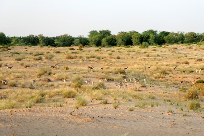 Dubai: Morning Heritage Safari by Vintage G Class & Al Marmoom Oasis - A short camel caravan ride with a clear age limit