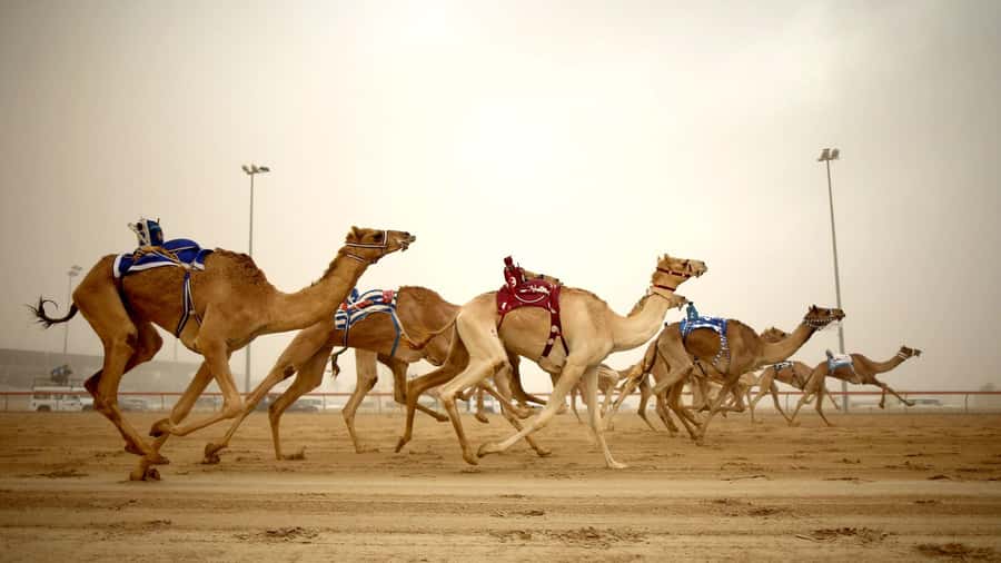 Explore Qatar’s Past: North & West Full-Day Heritage Tour - Five things to know before you book