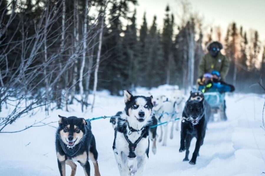 Fairbanks: Private Mush on the Historic Yukon Quest Trail - Quick points before you book