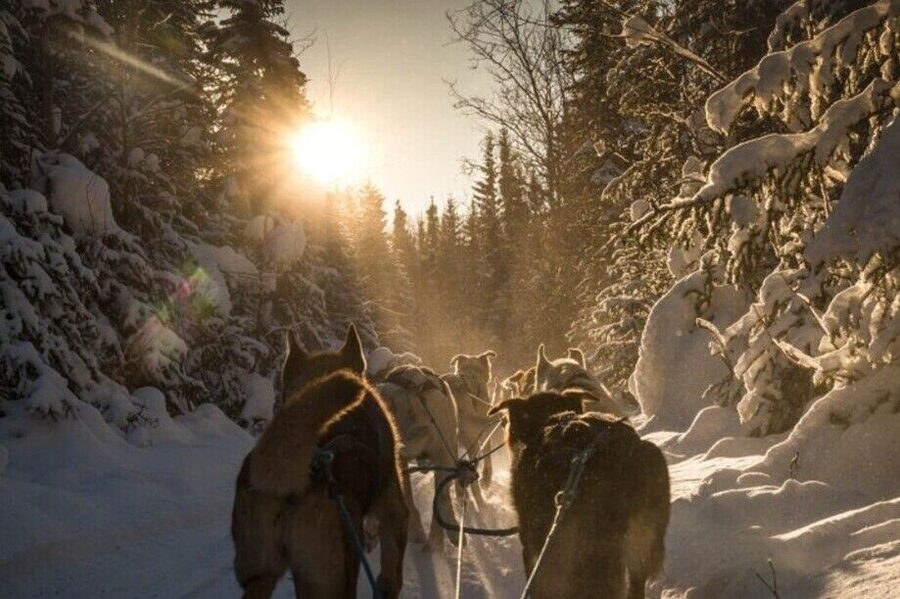 Fairbanks: Private Mush on the Historic Yukon Quest Trail - Meeting Alaska’s canine athletes