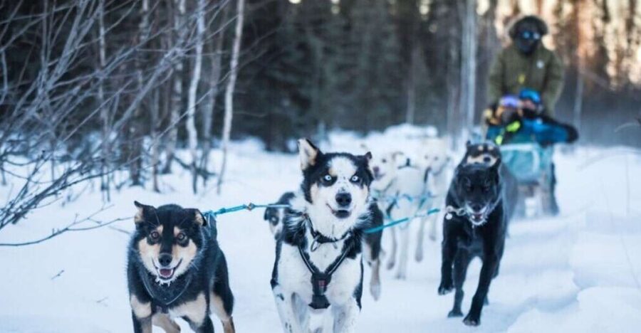 Fairbanks: Private Mush on the Historic Yukon Quest Trail - The frozen pond halfway point