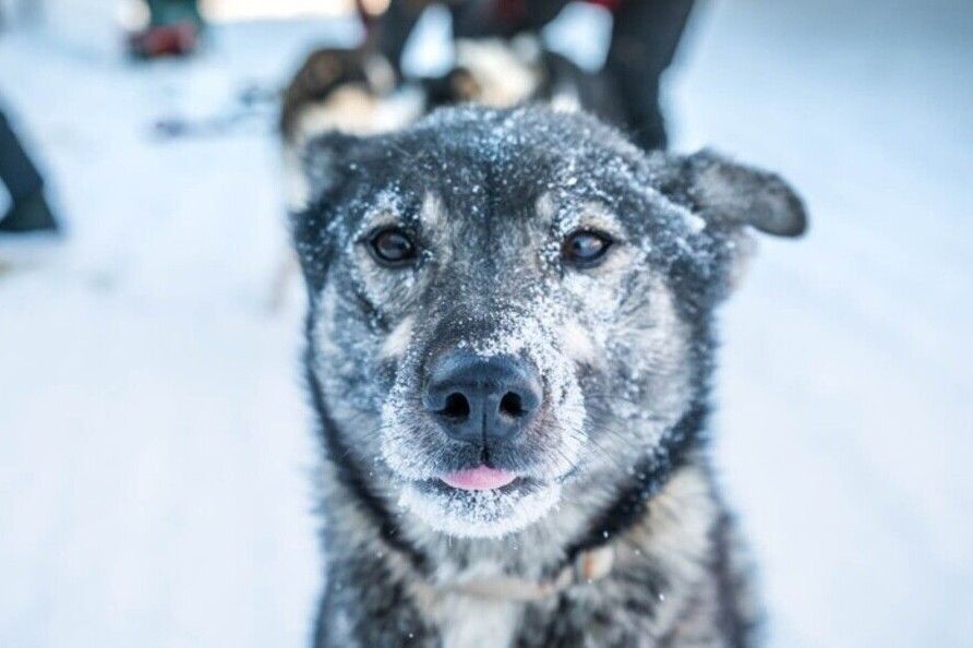 Fairbanks: Private Mush on the Historic Yukon Quest Trail - Getting to the correct meeting point