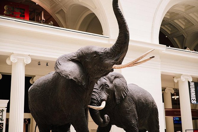 Field Museum of Natural History All-Access Pass - Key points before you go