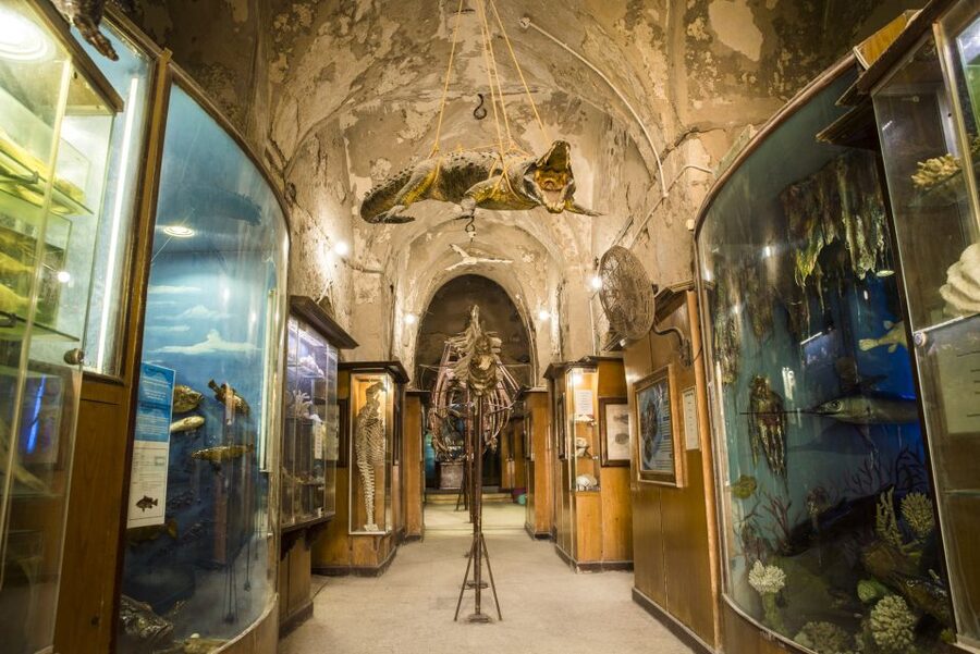 From Alexandria: Full-Day Guided Tour of Historical Sights - Guides, vehicles, and the quality of the day