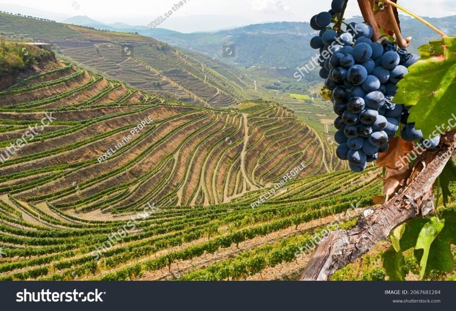 From Porto: Full-Day Douro Historical Tour - The road to the Douro viewpoints