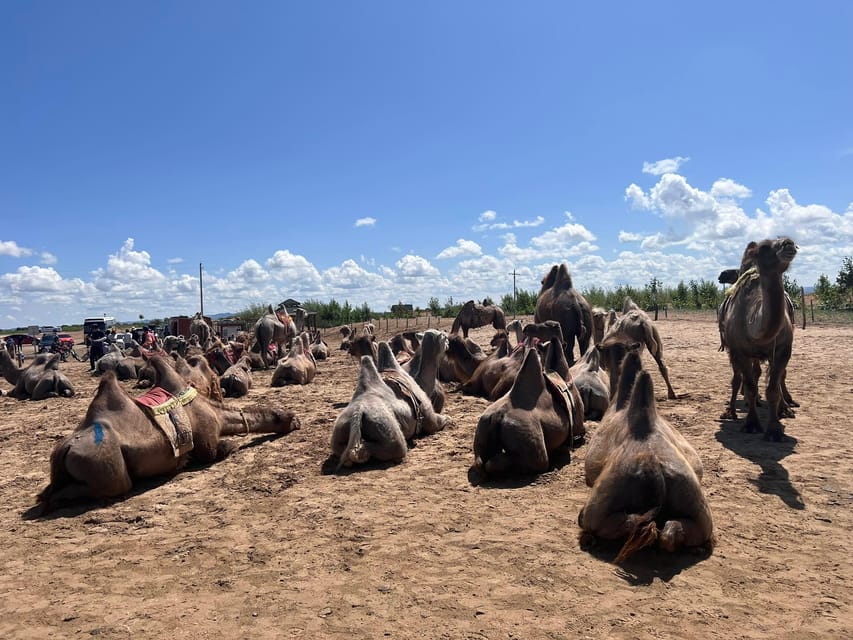 From Ulaanbaatar: Semi Gobi and Ancient Kharkhorin Tour - Food, timing, and what the $270 covers