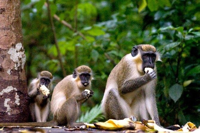 Full-Day Natural Heritage Tour in Barbados with Lunch - Wildlife Reserve gives you 90 minutes with the animals