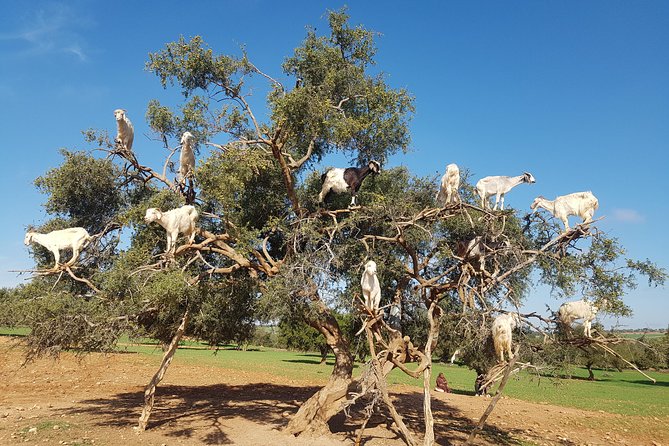 Full-Day Tour to Essaouira - The Ancient Mogador City from Marrakech - The road west and the argan oil cooperative