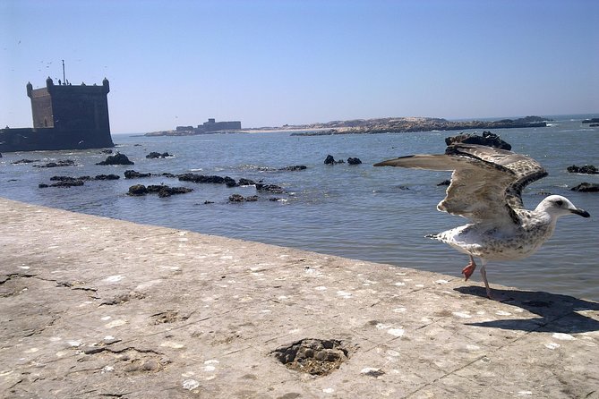 Full-Day Tour to Essaouira - The Ancient Mogador City from Marrakech - The return drive and the people who shape the day