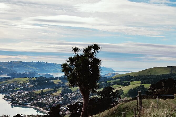 Heritage City and Larnach Castle Van tour with Historian Guide - Lunch above the city at Luna